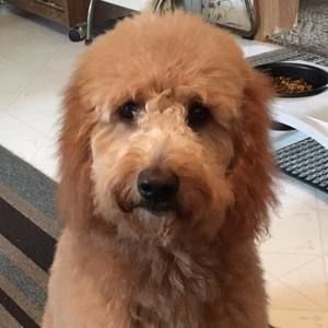 Meet your Posher, Joann